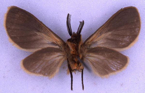/filer/webapps/moths/media/images/T/tricolorana_Metarctia_HT_BMNH_02.jpg