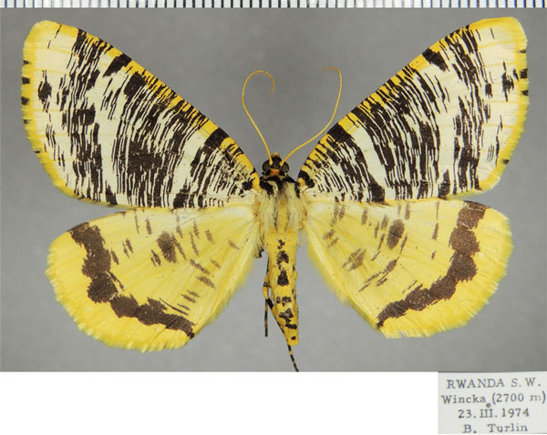 /filer/webapps/moths/media/images/T/tricoloraria_Rhodophthitus_AF_ZSM.jpg