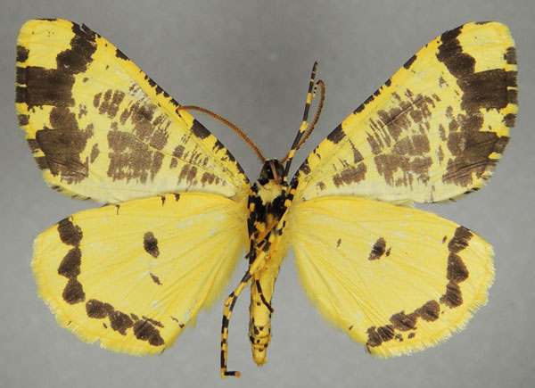 /filer/webapps/moths/media/images/T/tricoloraria_Rhodophthitus_AM_ZSMb.jpg
