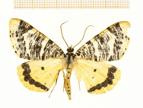 /filer/webapps/moths/media/images/T/tricoloraria_Rhodophthitus_A_DePrins.jpg