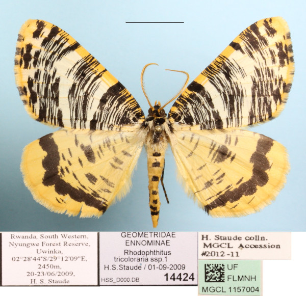 /filer/webapps/moths/media/images/T/tricoloraria_Rhodophthitus_A_MGCL_01.JPG