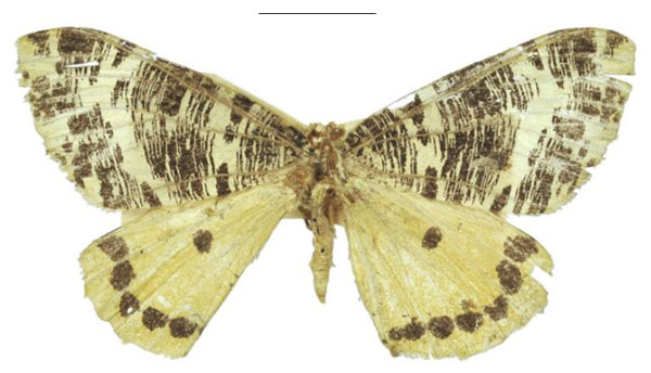 /filer/webapps/moths/media/images/T/tricoloraria_Zerene_HT_NHMUK.jpg