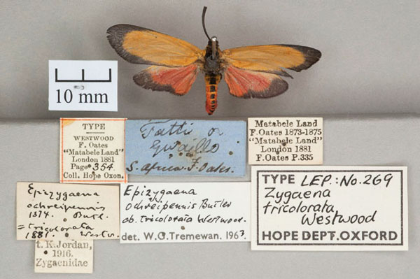 /filer/webapps/moths/media/images/T/tricolorata_Zygaena_HT_OUMNH_01.jpg