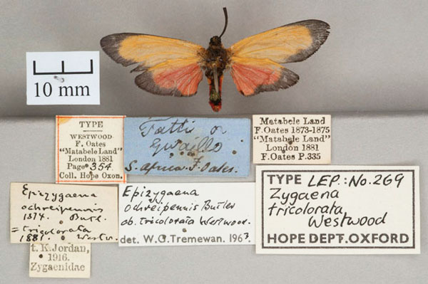 /filer/webapps/moths/media/images/T/tricolorata_Zygaena_HT_OUMNH_02.jpg