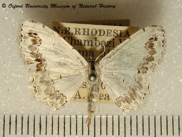 /filer/webapps/moths/media/images/T/tricommata_Scopula_A_OUMNH.jpg