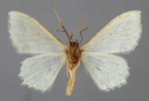 /filer/webapps/moths/media/images/T/tricommata_Scopula_A_ZSM_02.jpg