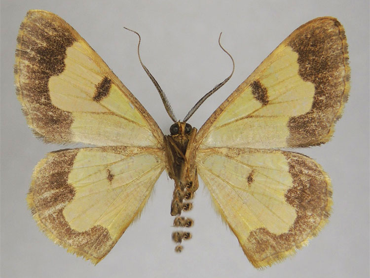 /filer/webapps/moths/media/images/T/tricuspida_Zamarada_PTM_ZSMb.jpg