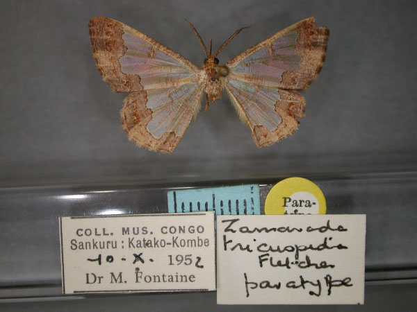 /filer/webapps/moths/media/images/T/tricuspida_Zamarada_PT_RMCA_01.jpg