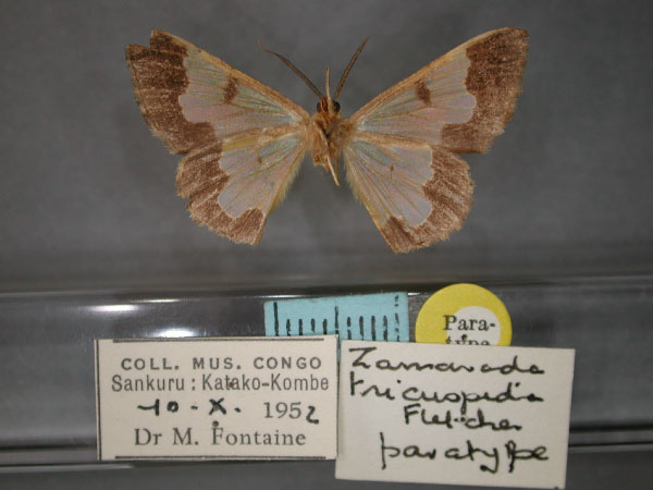 /filer/webapps/moths/media/images/T/tricuspida_Zamarada_PT_RMCA_02.jpg