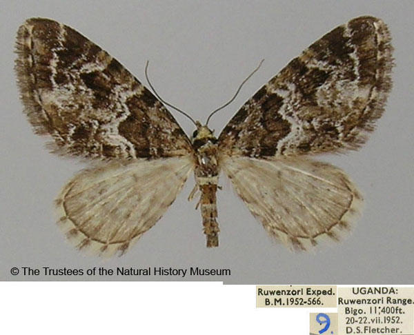 /filer/webapps/moths/media/images/T/tricuspis_Eupithecia_AF_ZSM.jpg