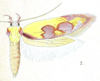 /filer/webapps/moths/media/images/T/tricycla_Diocosma_HT_Meyrick_7-7.jpg