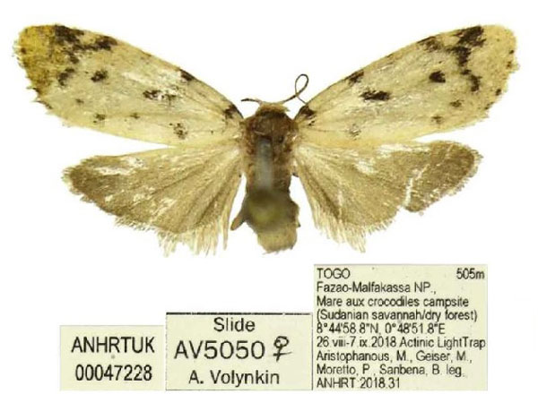 /filer/webapps/moths/media/images/T/tridens_Siccia_PTF_ANHRT.jpg