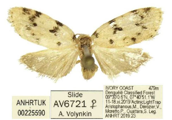 /filer/webapps/moths/media/images/T/tridens_Siccia_PTM_ANHRT.jpg