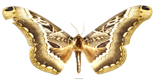 /filer/webapps/moths/media/images/T/tridentata_Dactyloceras_AF_Basquin_02.jpg