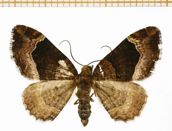 /filer/webapps/moths/media/images/T/trientata_Xanthorhoe_A_DePrins.jpg