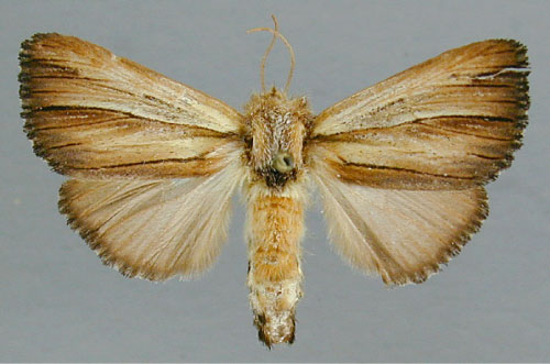 /filer/webapps/moths/media/images/T/trifasciata_Antheua_A_RMCA_01.jpg