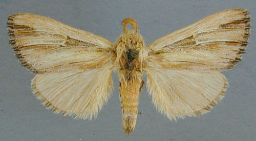 /filer/webapps/moths/media/images/T/trifasciata_Antheua_A_RMCA_02.jpg
