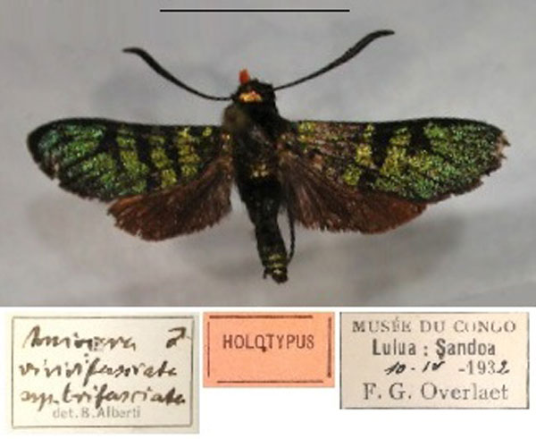 /filer/webapps/moths/media/images/T/trifasciata_Arniocera_HT_RMCA_01.jpg