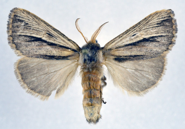 /filer/webapps/moths/media/images/T/trifasciata_Eutimia_AM_NHMO.jpg