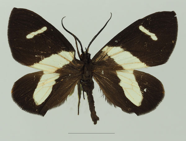 /filer/webapps/moths/media/images/T/trifasciata_Pitthea_AF_Basquina.jpg