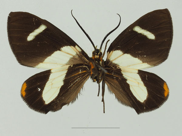 /filer/webapps/moths/media/images/T/trifasciata_Pitthea_AF_Basquinb.jpg