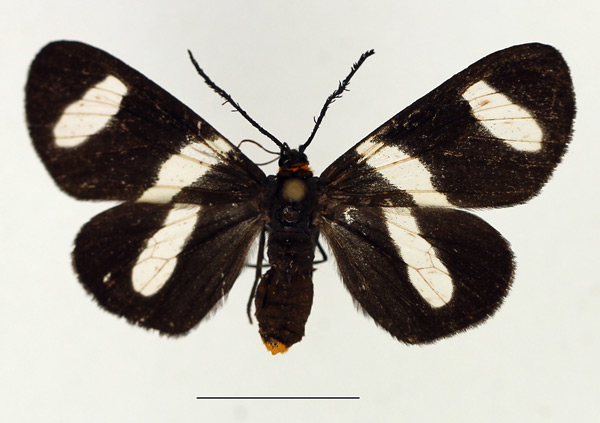 /filer/webapps/moths/media/images/T/trifasciata_Pitthea_AF_TMSA.jpg