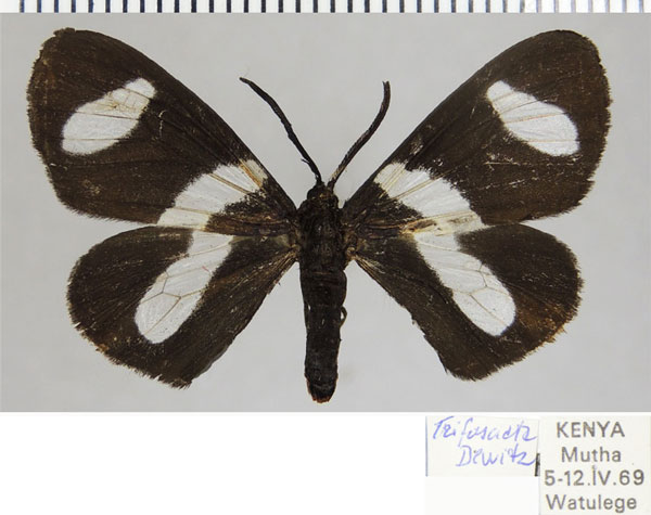 /filer/webapps/moths/media/images/T/trifasciata_Pitthea_AF_ZSMa.jpg