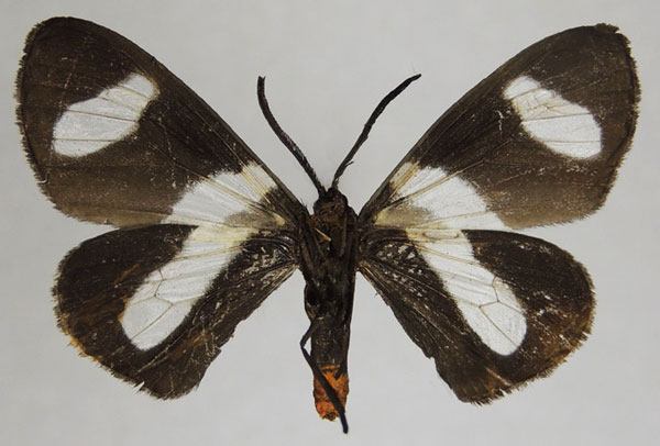 /filer/webapps/moths/media/images/T/trifasciata_Pitthea_AF_ZSMb.jpg