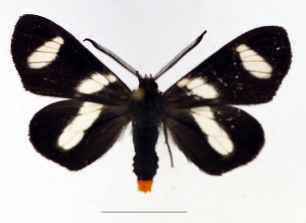 /filer/webapps/moths/media/images/T/trifasciata_Pitthea_AM_TMSA.jpg