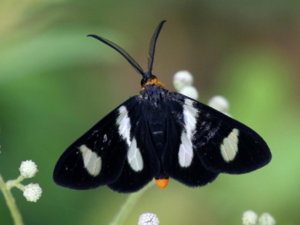 /filer/webapps/moths/media/images/T/trifasciata_Pitthea_A_Grimm.jpg