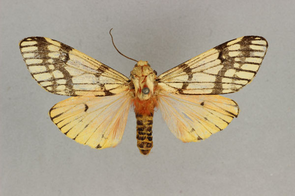 /filer/webapps/moths/media/images/T/trifasciata_Teracotona_AM_BMNH.jpg