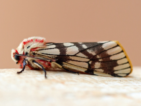 /filer/webapps/moths/media/images/T/trifasciata_Teracotona_A_Voaden.JPG