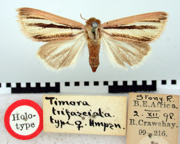 /filer/webapps/moths/media/images/T/trifasciata_Timora_HT_BMNH.jpg