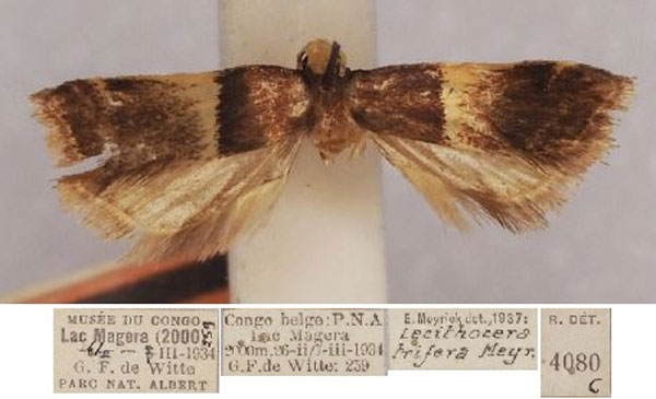 /filer/webapps/moths/media/images/T/trifera_Lecithocera_LT_RMCA.jpg