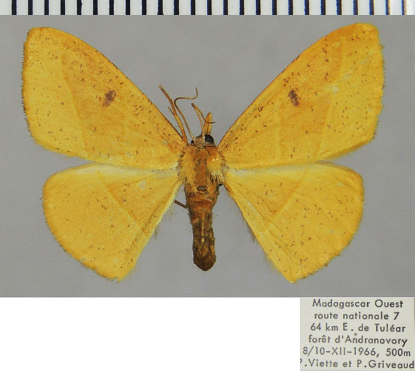 /filer/webapps/moths/media/images/T/trifida_Malgassothisa_AF_ZSM.jpg