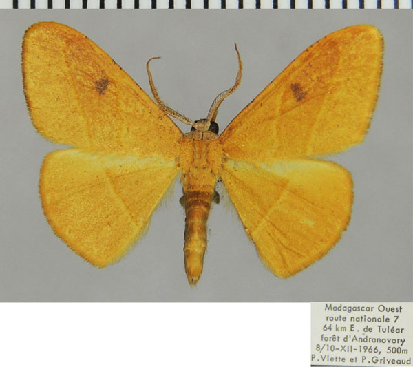/filer/webapps/moths/media/images/T/trifida_Malgassothisa_AM_ZSMa.jpg