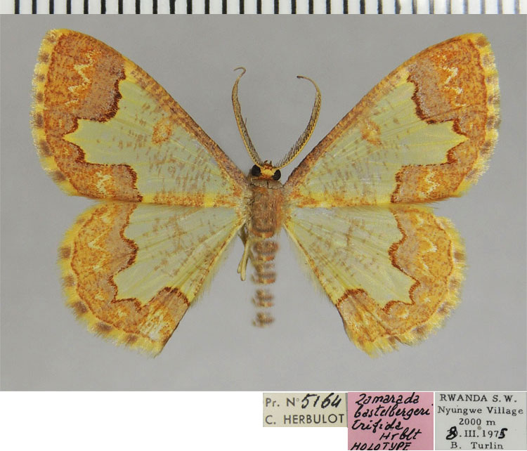 /filer/webapps/moths/media/images/T/trifida_Zamarada_HT_ZSMa.jpg