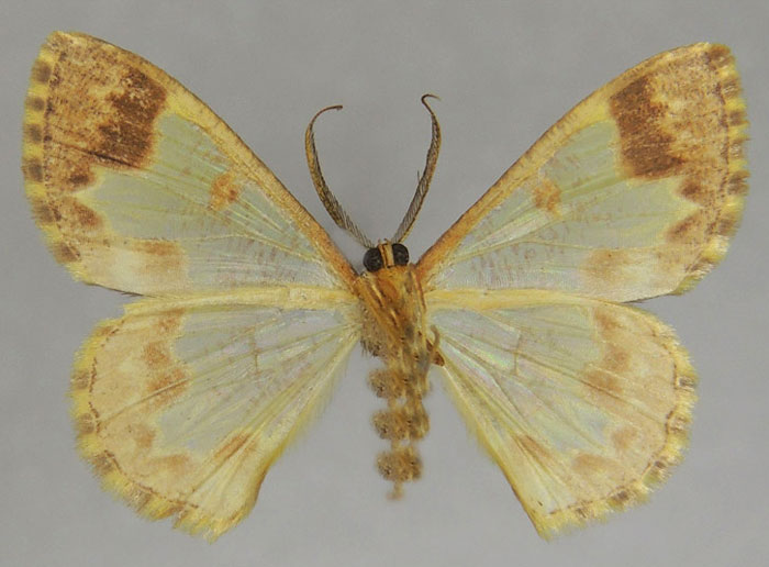 /filer/webapps/moths/media/images/T/trifida_Zamarada_HT_ZSMb.jpg