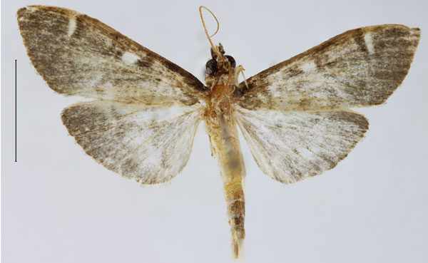 /filer/webapps/moths/media/images/T/trifidalis_Pramadea_AM_Seizmair.jpg