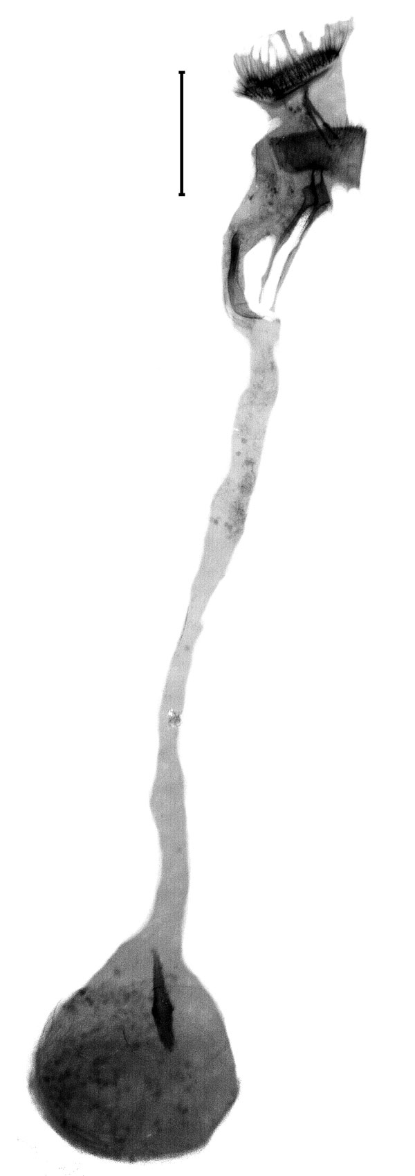 /filer/webapps/moths/media/images/T/trifidalis_Pramadea_GF_Seizmair.jpg