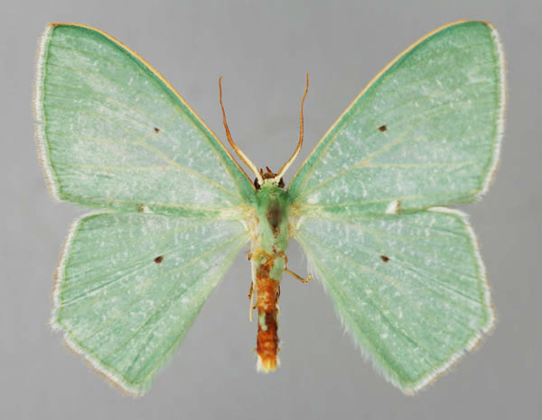 /filer/webapps/moths/media/images/T/trifilifimbria_Prasinocyma_A_ZSM_01.jpg