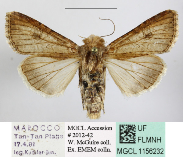 /filer/webapps/moths/media/images/T/trifolii_Anarta_A_MGCLa_01.JPG