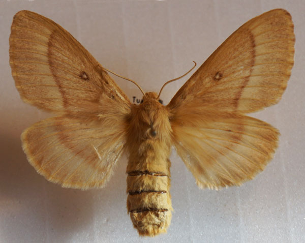 /filer/webapps/moths/media/images/T/trifolii_Lasiocampa_AF_Stroehle_01.jpg