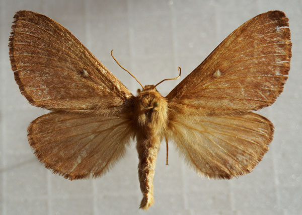 /filer/webapps/moths/media/images/T/trifolii_Lasiocampa_AF_Stroehle_02.jpg