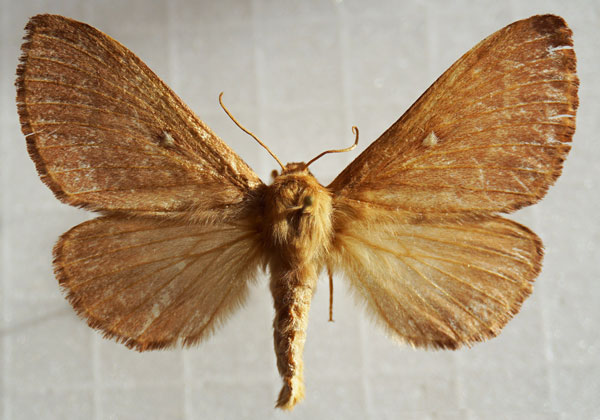 /filer/webapps/moths/media/images/T/trifolii_Lasiocampa_AF_Stroehle_03.jpg