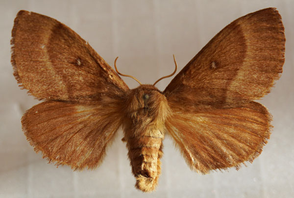 /filer/webapps/moths/media/images/T/trifolii_Lasiocampa_AF_Stroehle_04.jpg