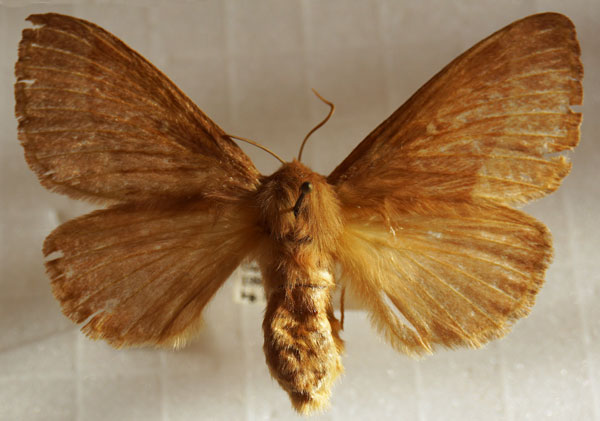 /filer/webapps/moths/media/images/T/trifolii_Lasiocampa_AF_Stroehle_05.jpg