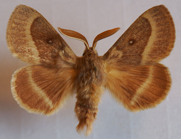 /filer/webapps/moths/media/images/T/trifolii_Lasiocampa_AM_Stroehle_01.jpg