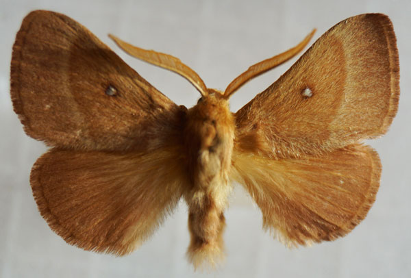 /filer/webapps/moths/media/images/T/trifolii_Lasiocampa_AM_Stroehle_02.jpg