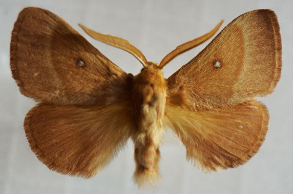 /filer/webapps/moths/media/images/T/trifolii_Lasiocampa_AM_Stroehle_03.jpg